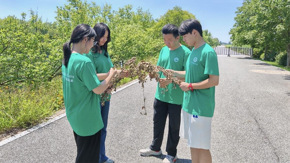 河南农大学子走进艾草“超级工厂” 探索科技赋能乡村振兴之路